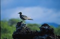 Mouette des laves (Larus fuliginosus) - île de Santa Cruz (Caleta tortuga negra) - Galapagos Ref:36930